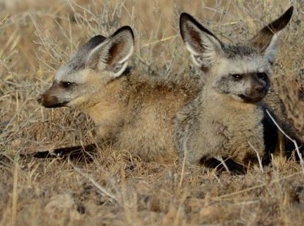 joys-camp-bat-eared-foxes-458x341