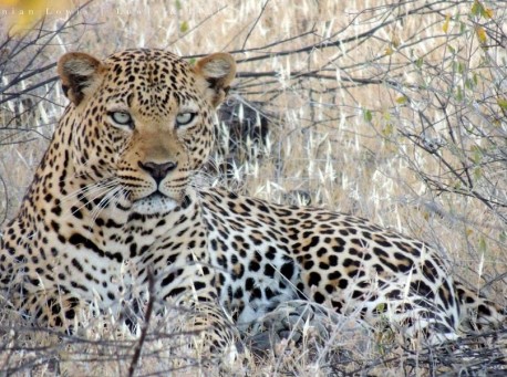 leopard-in-shaba-by-c-ninian-lowis2-458x341