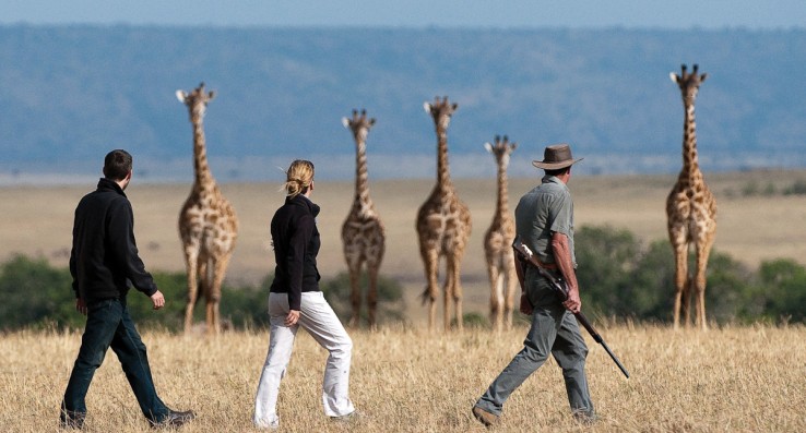 Giraffe audience. Mara Plains Bush Camp.