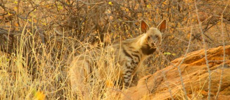 striped-hyena-458x200
