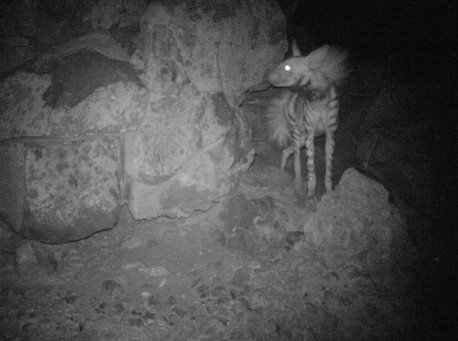 striped-hyena-night-458x341