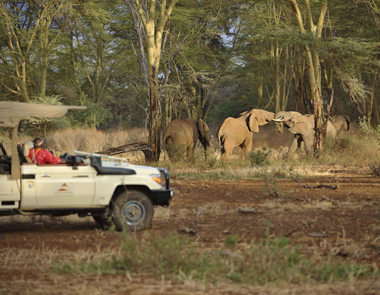 Finch Hattons Activities Game Drive Elephant - Cheli & Peacock Safaris