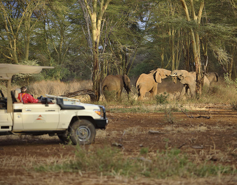 Finch Hattons Activities Game Drive Elephant