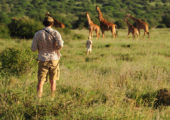 Karisia Walking Safaris Game Viewing Giraffe