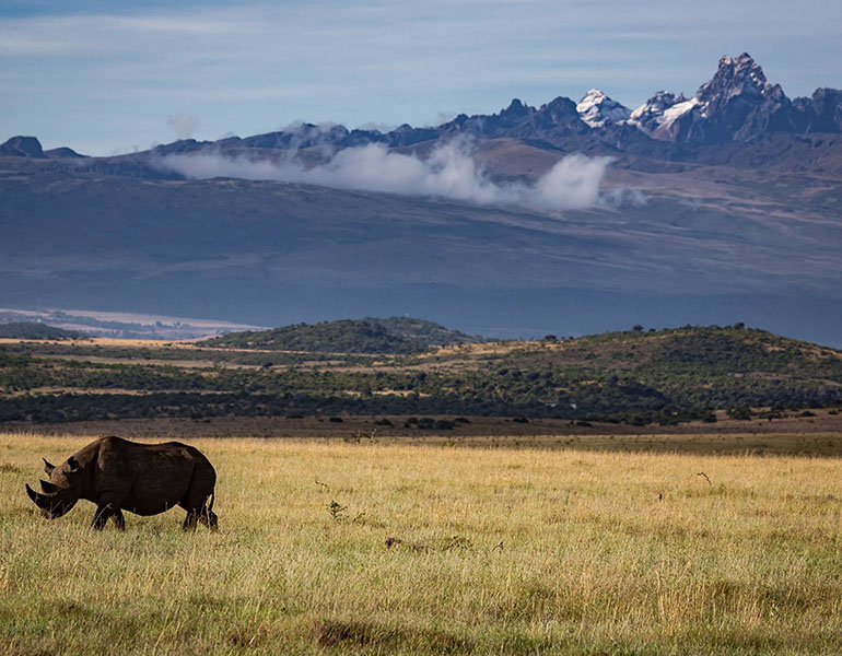 Laragai House - Wildlife Rhino Mount Kenya View