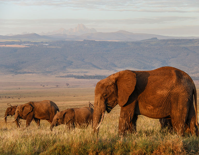 Lewa House Activities Game Viewing Elephant Grazing Mount Kenya Views