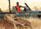 Lewa Wilderness Activities Game Drive Cheetah