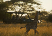 Ol Donyo Lodge Activities Game Drive Baby Giraffe