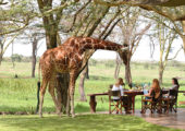Sirikoi Activities Nditu Resident Giraffe Deck
