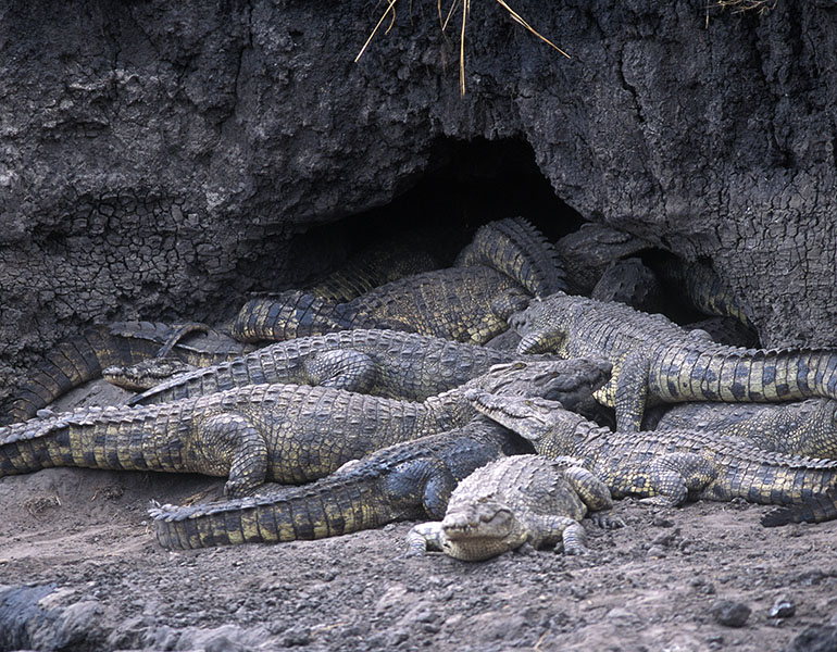 Chada Katavi Activities Game Viewing Crocodile
