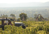Cottar's - Game Drive (7)