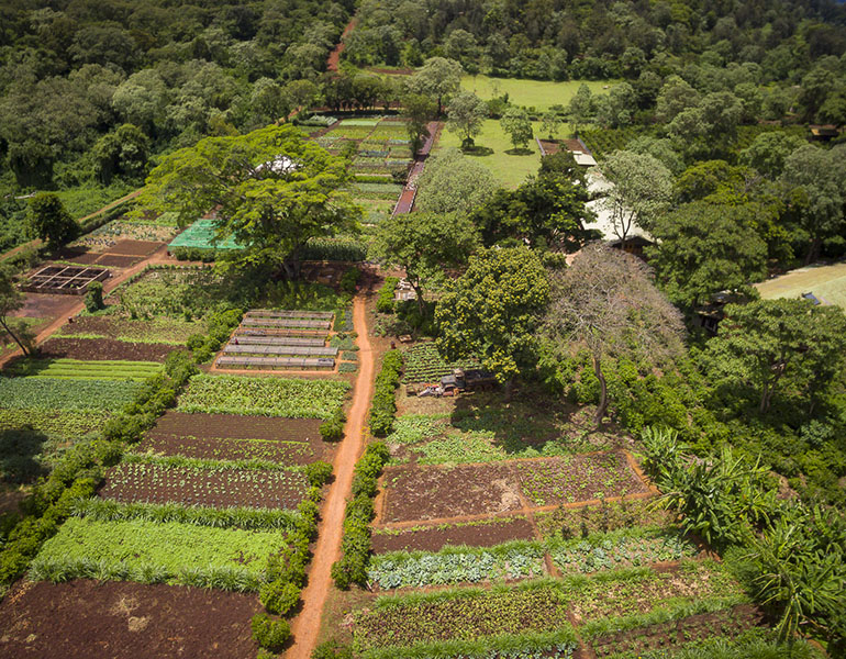 Gibb's Farm Vegetable Garden Aerial