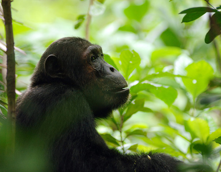 Greystoke Mahale Activities Chimpanzee Trekking 1