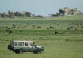 Lamai Serengeti Activities Game Drive Wildebeest