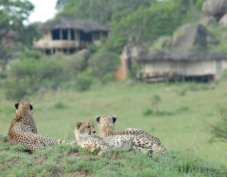 Lamai Serengeti Activities Game Viewing Cheetah