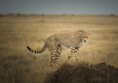 Namiri Plains Activities Game Viewing Cheetah