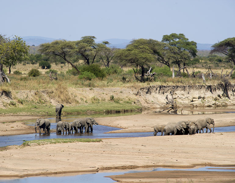 Sand Rivers Selous Activities Game Viewing Elephant
