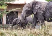 Serian's Serengeti North Game In Camp Elephant