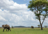 Singita Mara River Tented Camp Activities Game Viewing Elephant