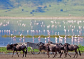 The Highlands Activities Game Viewing Ngorongoro Wildebeest Zebra Flamingo