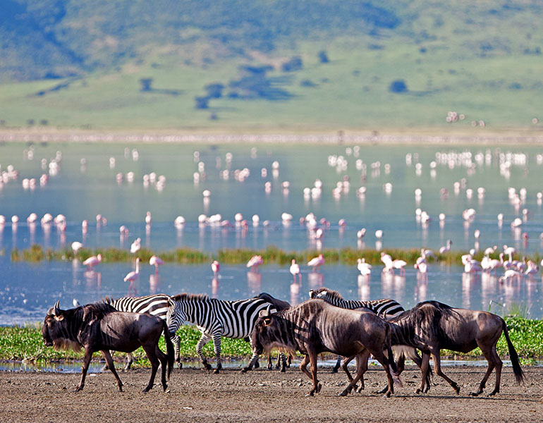 The Highlands Activities Game Viewing Ngorongoro Wildebeest Zebra Flamingo
