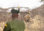 Saruni Rhino - Activies - Rhino Tracking (1)