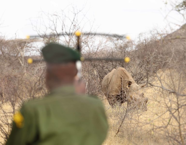 Saruni Rhino - Activies - Rhino Tracking (1)