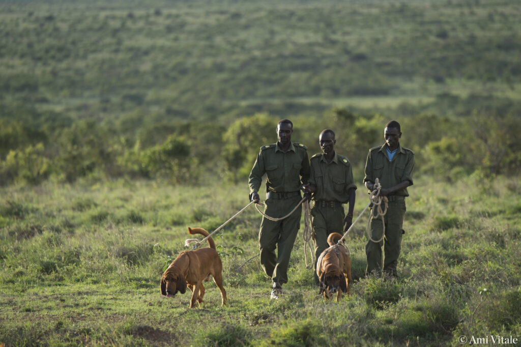 Anti-poaching