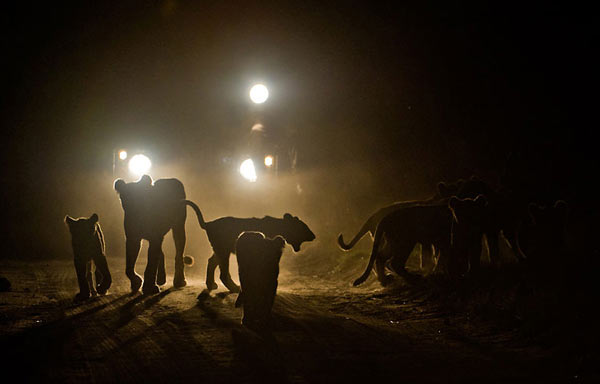 Night Game Drives
